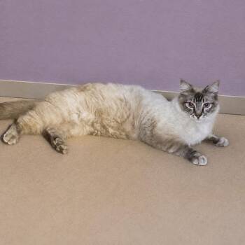 Michael -  Siamese and Domestic Long Hair Cat for Adoption in Hemet, California - Michael | PetCurious