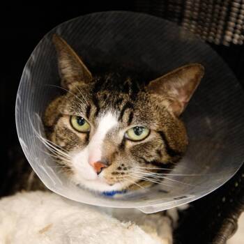 Domestic Short Hair Cats Available for Adoption in Clearwater, Florida - Pae Pae | PetCurious