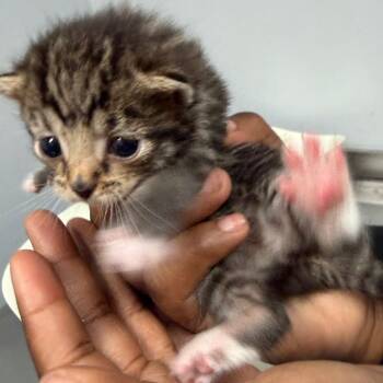 Domestic Short Hair Cats Available for Adoption in Columbus, Georgia - Brandybuck | PetCurious