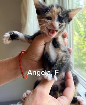 Calico Cats Available for Adoption in Shrewsbury, Massachusetts - Angela | PetCurious