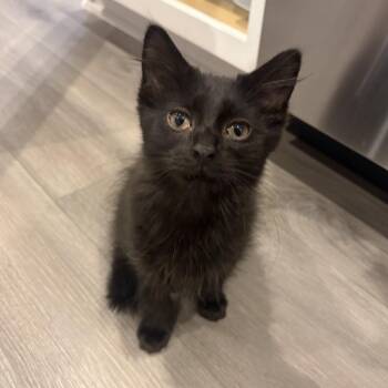 Rudy -  Domestic Medium Hair Cat for Adoption in Bridgeville, Pennsylvania - Rudy | PetCurious
