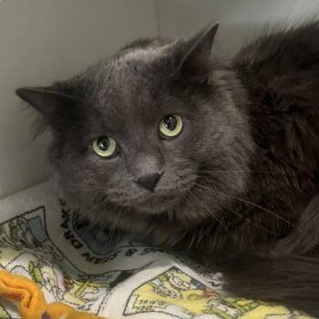 Domestic Medium Hair Cats Available for Adoption - Tomas | PetCurious