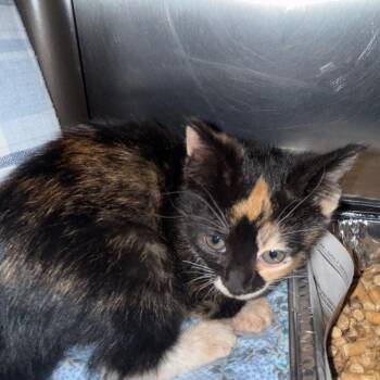 Pillow Pet -  Domestic Short Hair Cat Available for Adoption in Charlottesville, Virginia - Pillow Pet | PetCurious