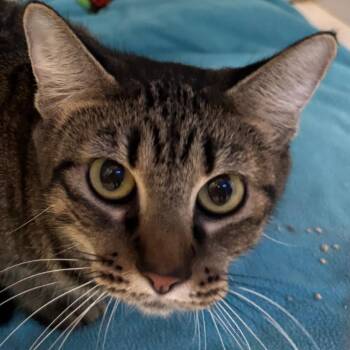 Ariel -  Domestic Short Hair Cat for Adoption in Lakewood, Colorado - Ariel | PetCurious