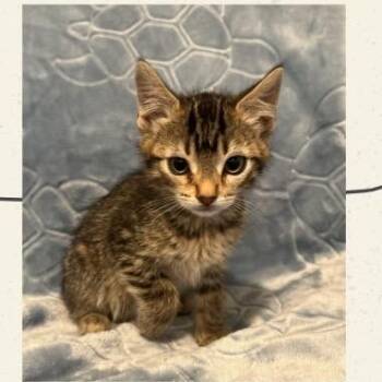 Ultra Violet Monster -  Domestic Short Hair Cat for Adoption in Westminster, California - Ultra Violet Monster | PetCurious