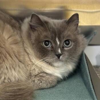 Linda -  Ragdoll Cat for Adoption in Philadelphia, Pennsylvania - Linda | PetCurious