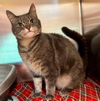 Rhea -  Domestic Short Hair Cat for Adoption in Peru, New York - Rhea | PetCurious