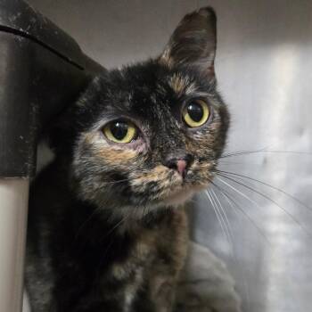 Domestic Short Hair Cats Available for Adoption in West Olive, Michigan - Mango | PetCurious