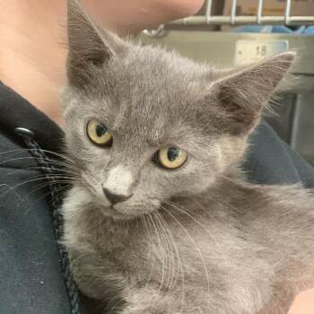 Domestic Short Hair Cats Available for Adoption in Roanoke, Virginia - Tortilla | PetCurious