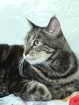 Gabby -  Domestic Short Hair Cat for Adoption in San Jose, California - Gabby | PetCurious