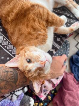 Rescue Egyptian Mau Cats for Adoption in Stoughton, Wisconsin - Anakin | PetCurious