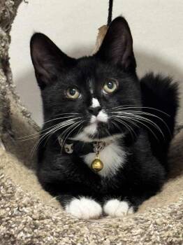 Rescue Domestic Medium Hair Cats for Adoption in Dallas, Pennsylvania - MATATA | PetCurious