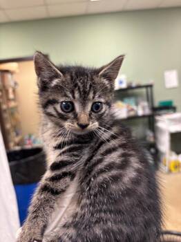 Turtle (Gearbox) -  Domestic Short Hair Cat Available for Adoption in New Braunfels, Texas - Turtle (Gearbox) | PetCurious