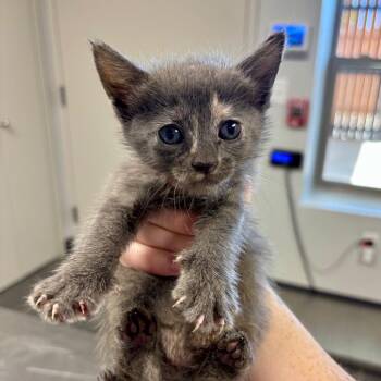 Pigeon Forge -  Domestic Short Hair Cat for Adoption in Boerne, Texas - Pigeon Forge | PetCurious