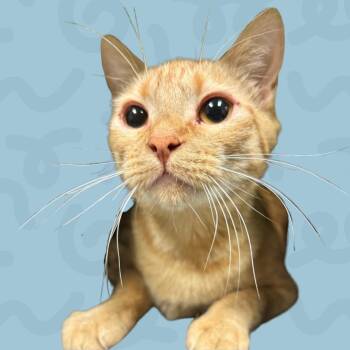 Deja -  Domestic Short Hair Cat for Adoption in Reno, Nevada - Deja | PetCurious