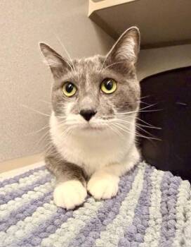 Domestic Short Hair Cats Available for Adoption - Kate | PetCurious