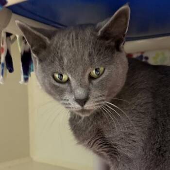 Rescue Domestic Short Hair Cats for Adoption in Lansing, Michigan - Pringles | PetCurious