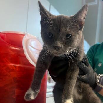 Pinky -  Domestic Short Hair Cat for Adoption in Huntington, West Virginia - Pinky | PetCurious