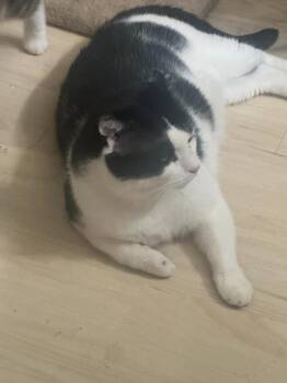 Reese (and Cookie) -  Domestic Short Hair Cat for Adoption in New York, New York - Reese (and Cookie) | PetCurious