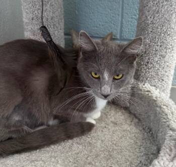 Domestic Short Hair Cats Available for Adoption in Dalton, Georgia - Rue | PetCurious