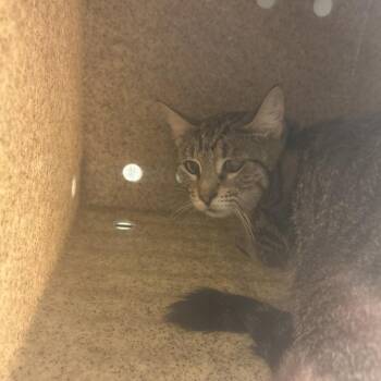 Bluey -  Domestic Short Hair Cat for Adoption in Philadelphia, Pennsylvania - Bluey | PetCurious