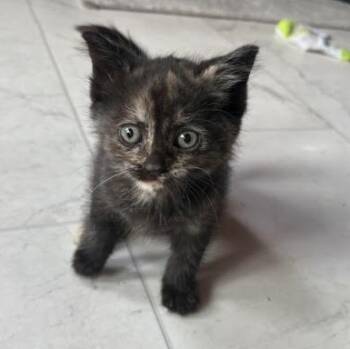 Rescue Domestic Short Hair Cats for Adoption in Buffalo, New York - Wednesday | PetCurious