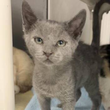 Cremini -  Domestic Short Hair Cat for Adoption in Lansing, Michigan - Cremini | PetCurious