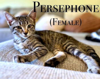 Rescue Tabby Cats for Adoption in Rutherfordton, North Carolina - Persephone | PetCurious