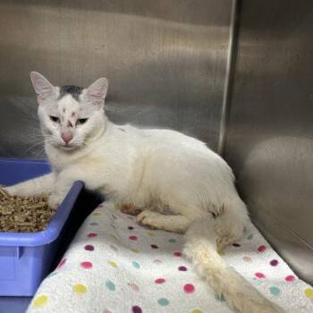 Lagar -  Domestic Short Hair Cat for Adoption in Tipp City, Ohio - Lagar | PetCurious