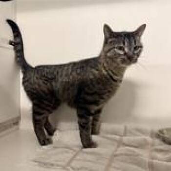 Domestic Short Hair Cats Available for Adoption in Hilliard, Ohio - Apollo | PetCurious