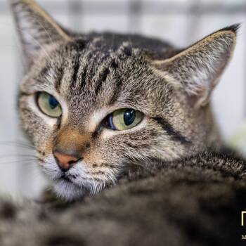 Rescue Domestic Short Hair Cats for Adoption in Hemet, California - Shelby | PetCurious