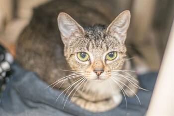 JASMINE -  Domestic Short Hair Cat for Adoption in Charlotte, North Carolina - JASMINE | PetCurious