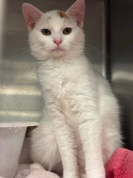 Forrest -  Domestic Short Hair Cat for Adoption in Lima, Ohio - Forrest | PetCurious