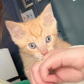 Little Foot -  Domestic Short Hair Cat for Adoption in York, Pennsylvania - Little Foot | PetCurious