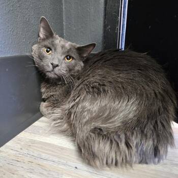 Cinnamon -  Domestic Medium Hair Cat for Adoption in Las Vegas, Nevada - Cinnamon | PetCurious