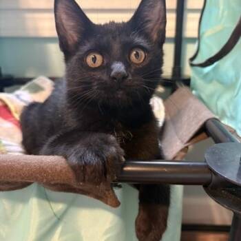 Count Chocula -  Domestic Short Hair Cat for Adoption in Ferndale, Washington - Count Chocula | PetCurious