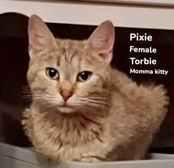 Domestic Short Hair Cats Available for Adoption in Burnsville, North Carolina - Pixie | PetCurious