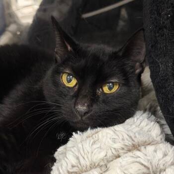 Sassy -  Domestic Short Hair Cat for Adoption in Hampton Bays, New York - Sassy | PetCurious