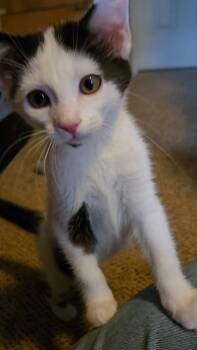 Domestic Short Hair Cats Available for Adoption in Greenville, Delaware - Angel, Jenkintown PS, (FCID 04/29/2026-122) | PetCurious