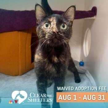 Moose -  Domestic Short Hair Cat for Adoption in Philadelphia, Pennsylvania - Moose | PetCurious