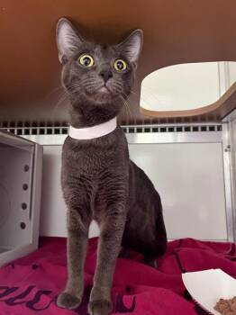 JACKIES -  Domestic Short Hair Cat for Adoption in San Francisco, California - JACKIES | PetCurious