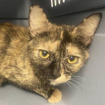Granola -  Domestic Short Hair Cat for Adoption in Allentown, Pennsylvania - Granola | PetCurious