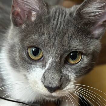 Rescue American Shorthair Cats for Adoption in South Elgin, Illinois - Casper | PetCurious