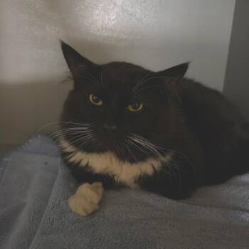 Bobby -  Domestic Long Hair Cat for Adoption in Newberg, Oregon - Bobby | PetCurious