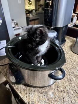 Domestic Short Hair Cats Available for Adoption - Winston | PetCurious