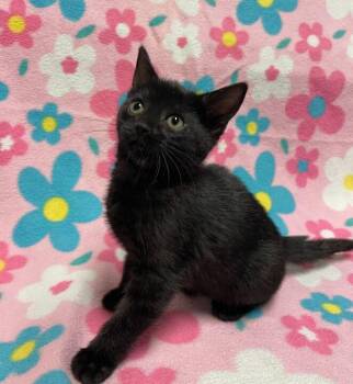 Domestic Short Hair Cats Available for Adoption - Harriot | PetCurious