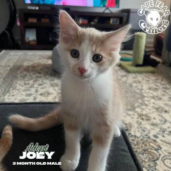 Joey -  Domestic Long Hair Cat for Adoption in Wilmington, North Carolina - Joey | PetCurious