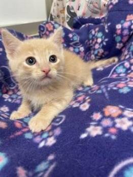 Will -  Domestic Short Hair Cat Available for Adoption in Parlier, California - Will | PetCurious