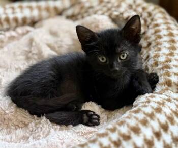 FELICITY -  Domestic Short Hair Cat for Adoption in Sacramento, California - FELICITY | PetCurious