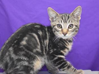 Lil Spice -  Domestic Short Hair Cat for Adoption in Portland, Oregon - Lil Spice | PetCurious